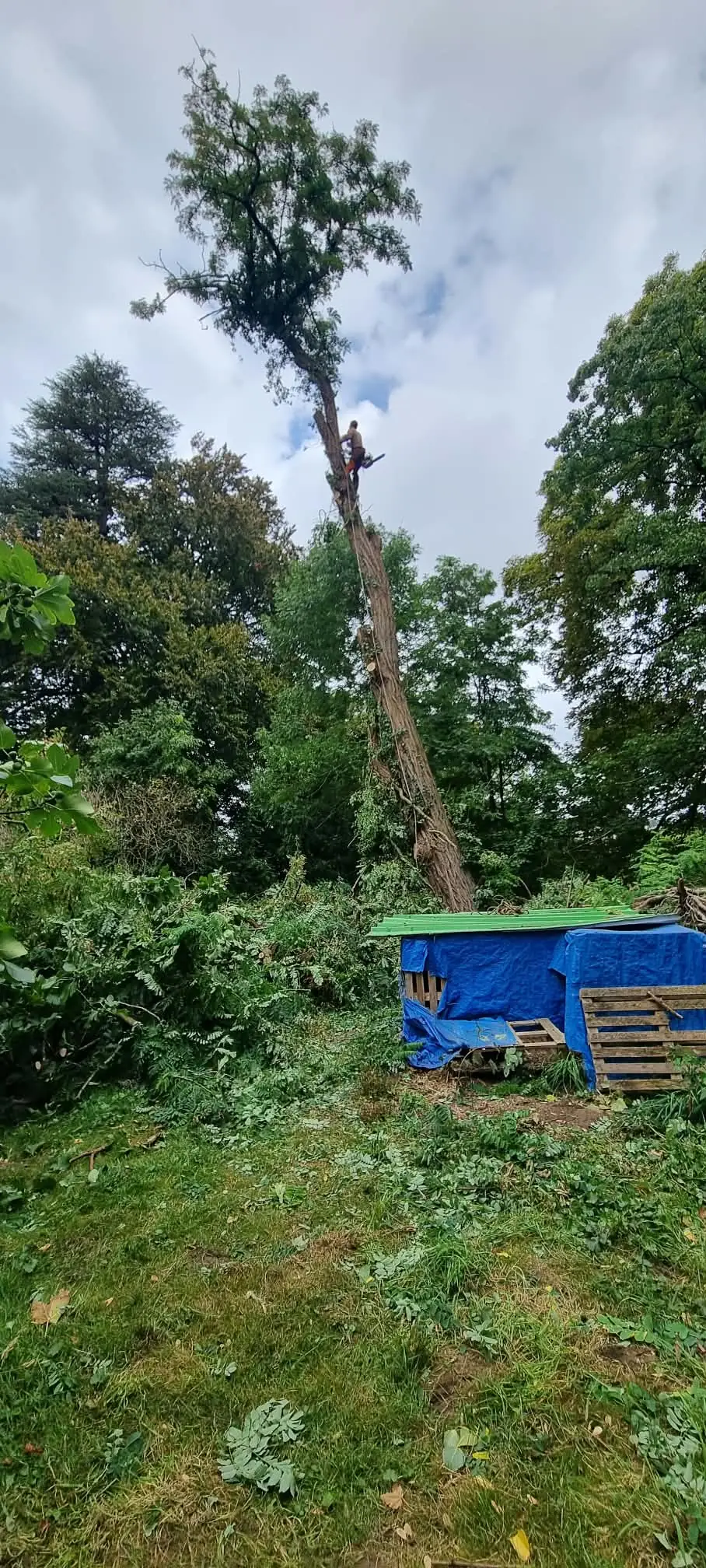 Élagueur encordé haut sur le tronc d’un grand arbre, au-dessus d’un jardin couvert de branches coupées