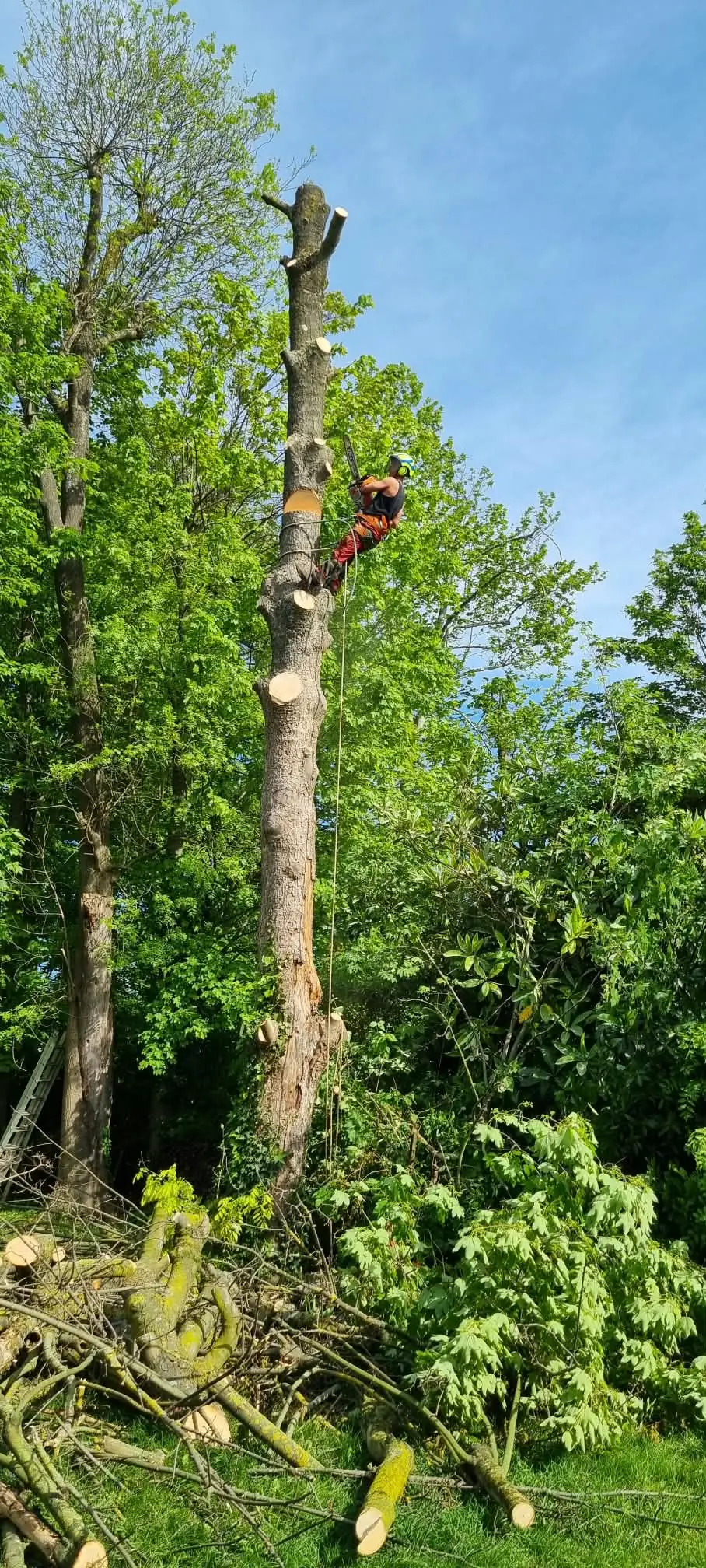 Élagueur encordé sur le fût d’un grand arbre en cours de démontage, les tronçons coupés au pied, au milieu des feuillages