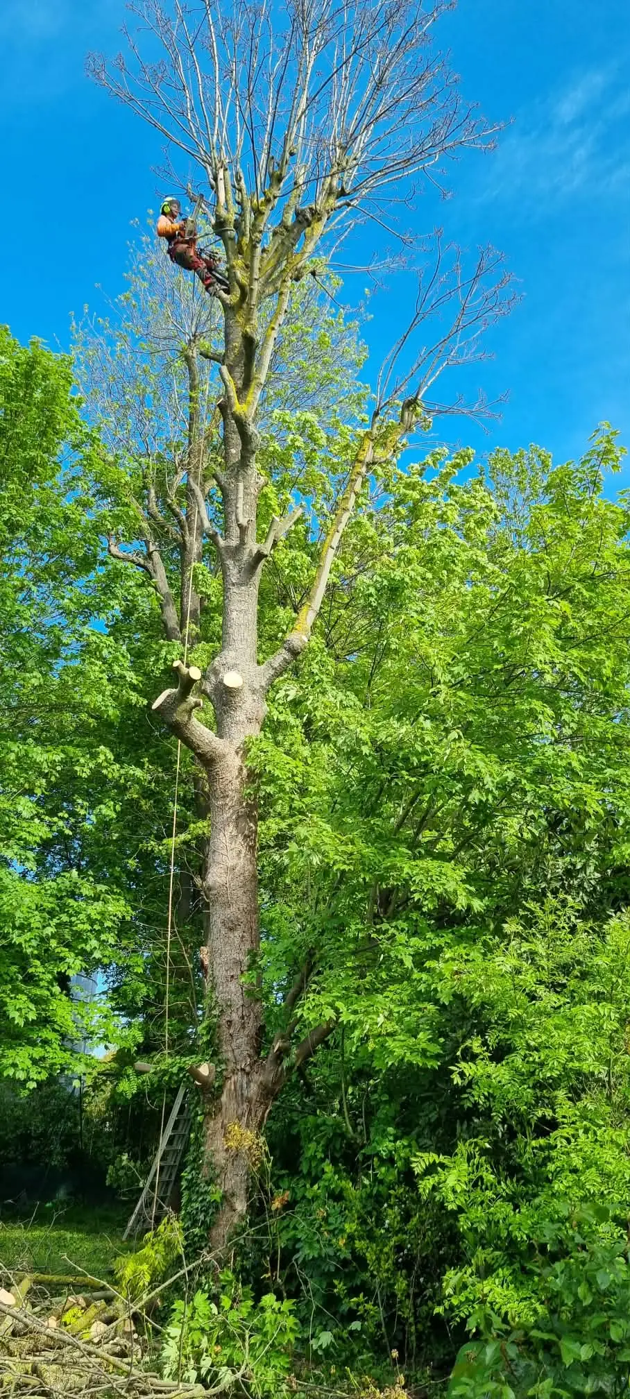 Élagueur encordé dans un grand arbre aux branches coupées, au printemps, sur fond de ciel bleu