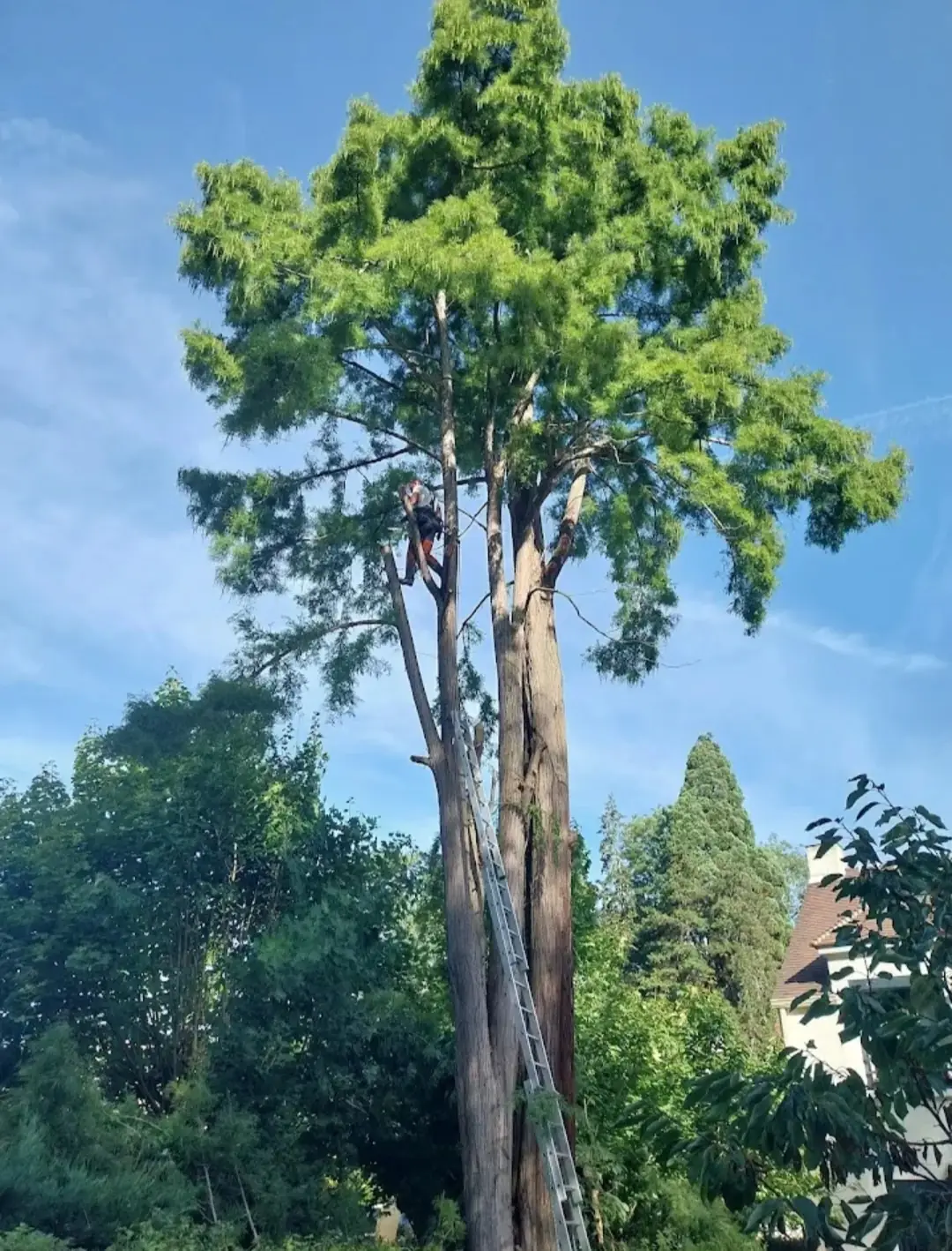 Grand arbre au tronc dégagé, une longue échelle contre le tronc et un élagueur dans la couronne