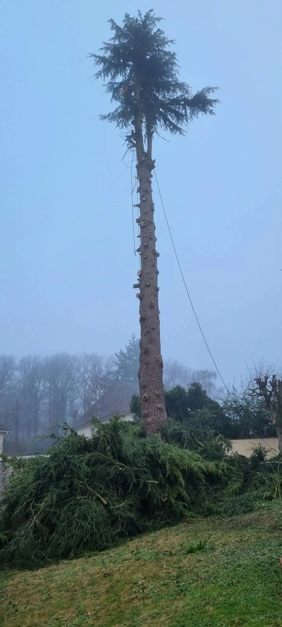 Grand conifère ébranché sur toute la hauteur du tronc, la cime encore en place, une corde, les branches au sol, par temps de brouillard