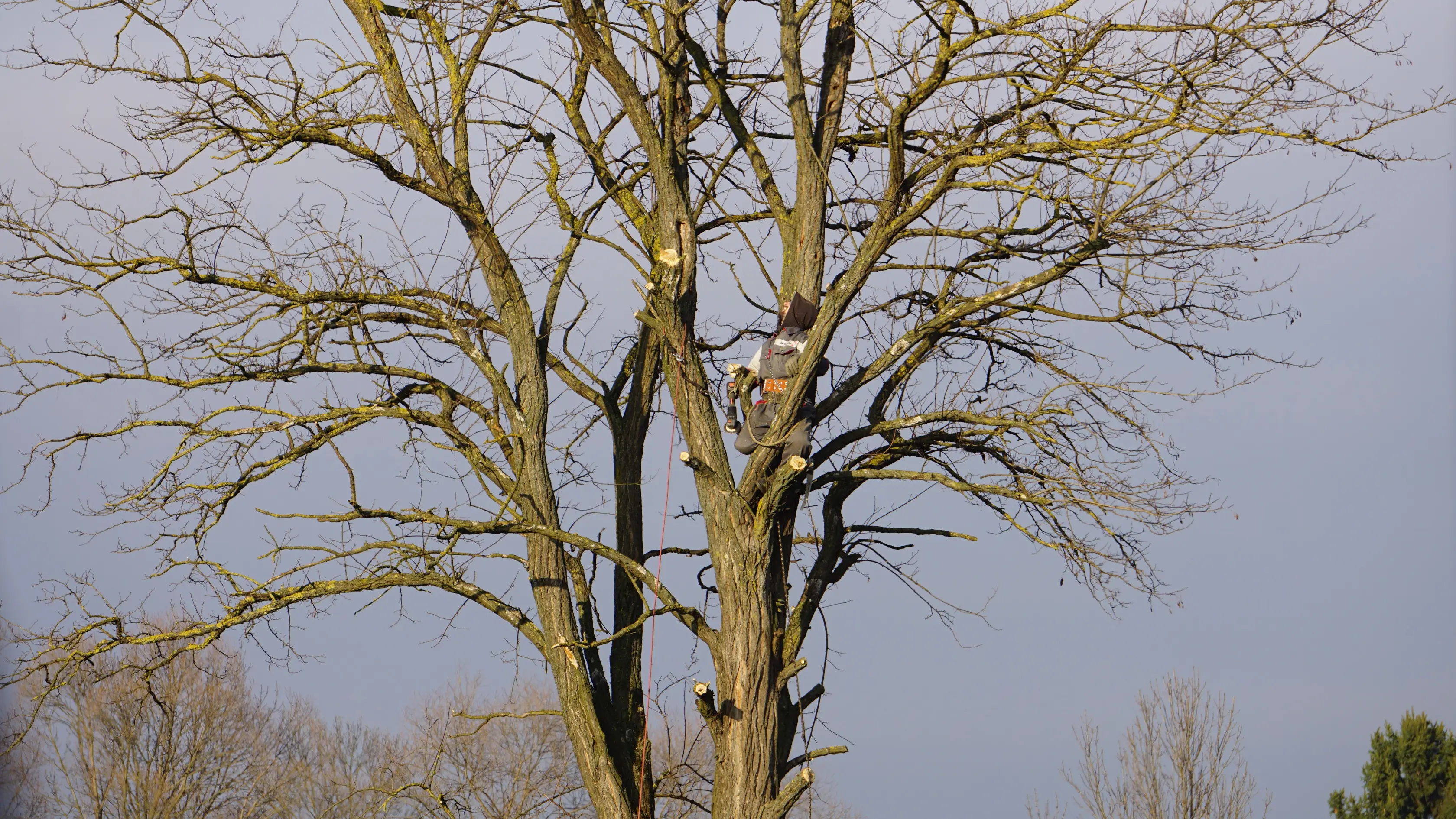 Grand arbre aux branches nues, en hiver, un élagueur encordé au milieu de la couronne