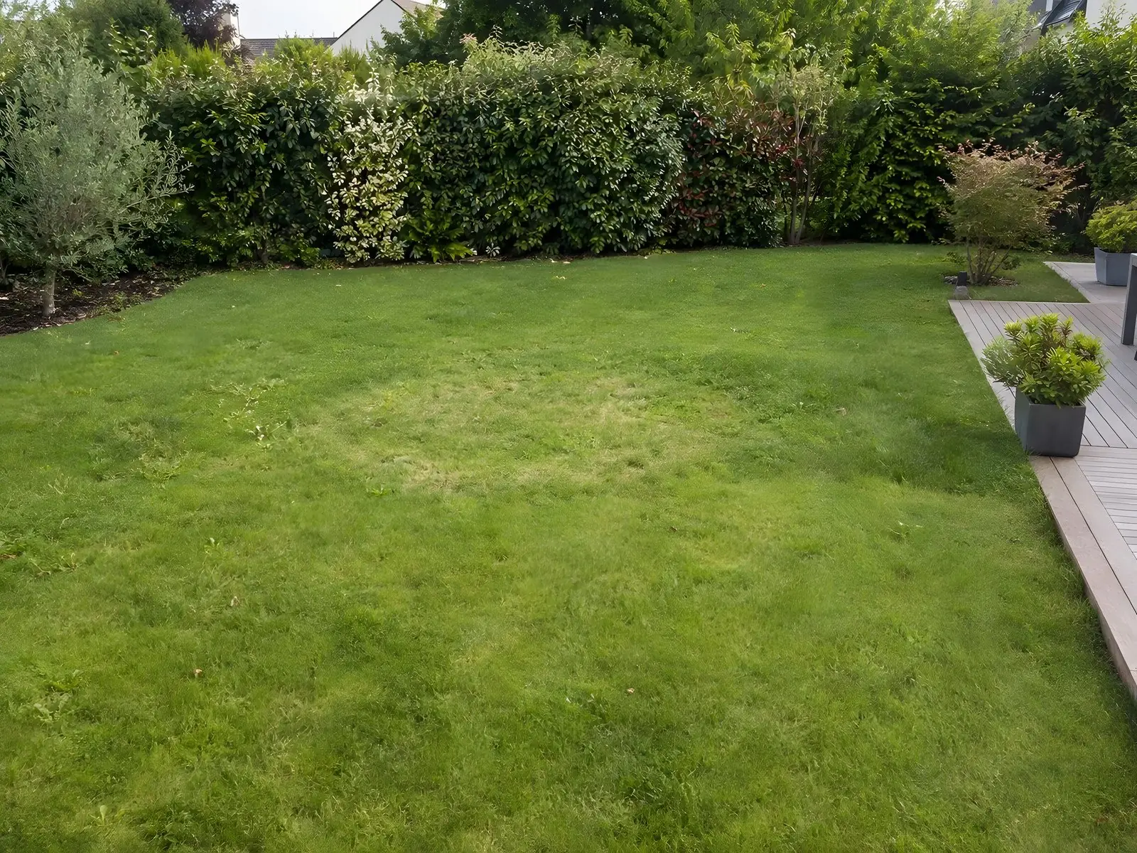 Pelouse continue devant une haie, un rond d’herbe plus claire à l’emplacement de l’arbre, terrasse en bois à droite
