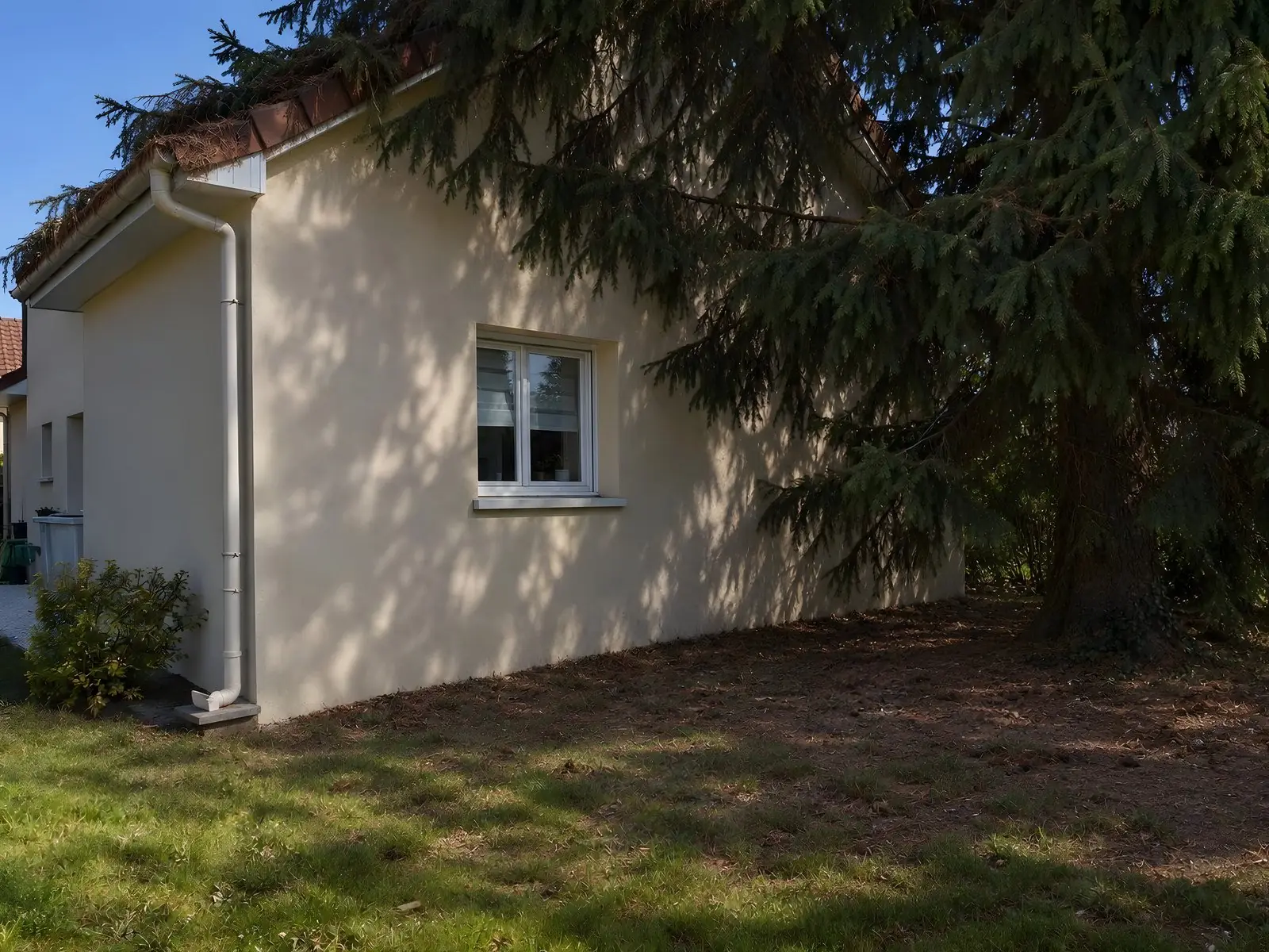 Grand épicéa sombre dressé contre le pignon crépi beige d’un pavillon, ses branches couvrent le toit de tuiles
