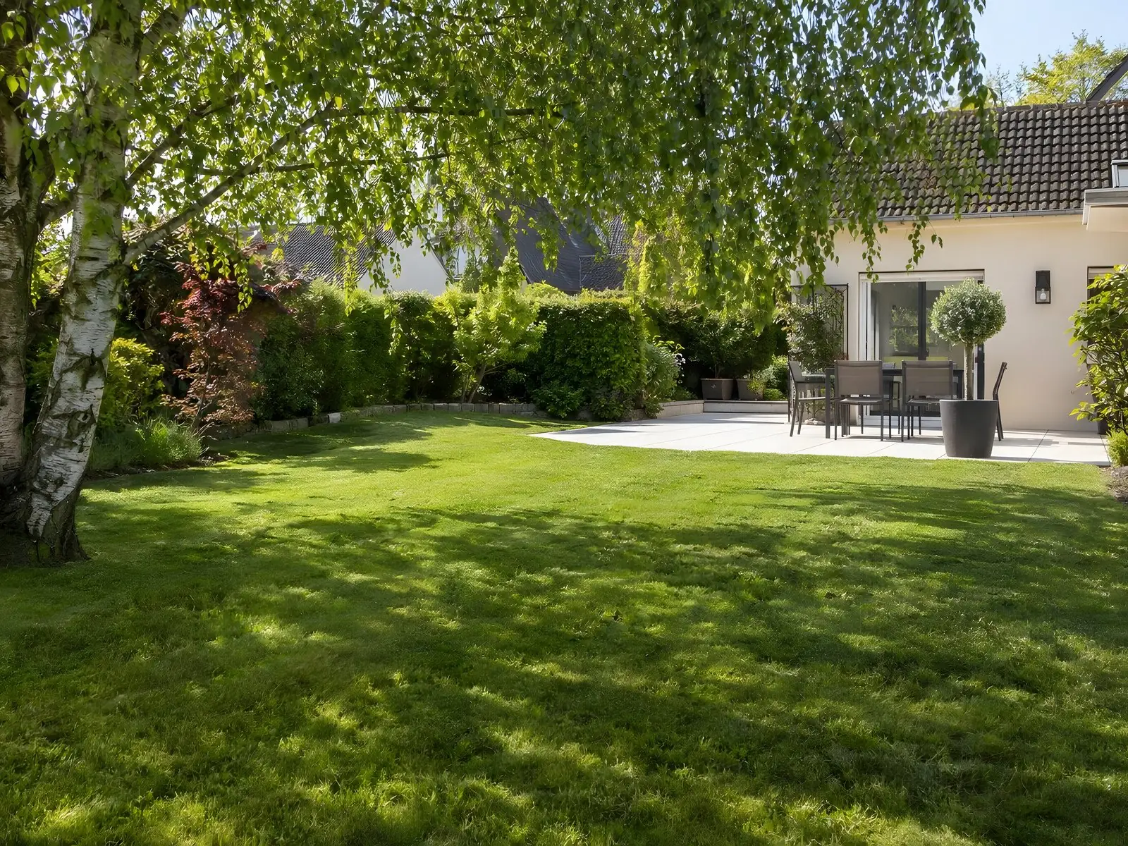 Pelouse dense d’un vert franc fraîchement tondue sous un bouleau, terrasse dallée meublée devant la maison au fond