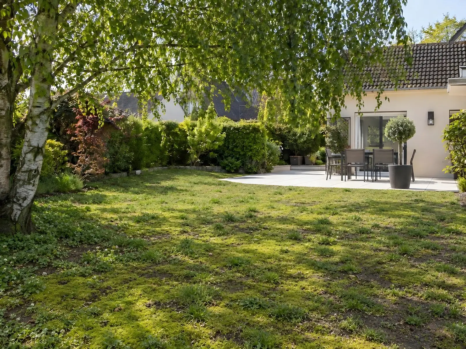 Pelouse envahie de mousse jaunâtre et de trèfle sous un bouleau, herbe clairsemée, terrasse dallée au fond