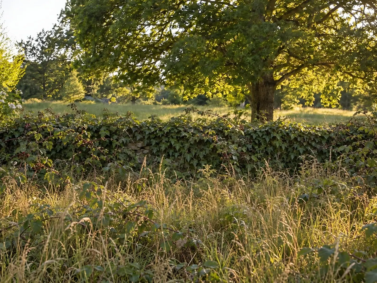 Muret de fond de jardin disparu sous le lierre et les ronces, herbes hautes jaunies devant, grand chêne derrière