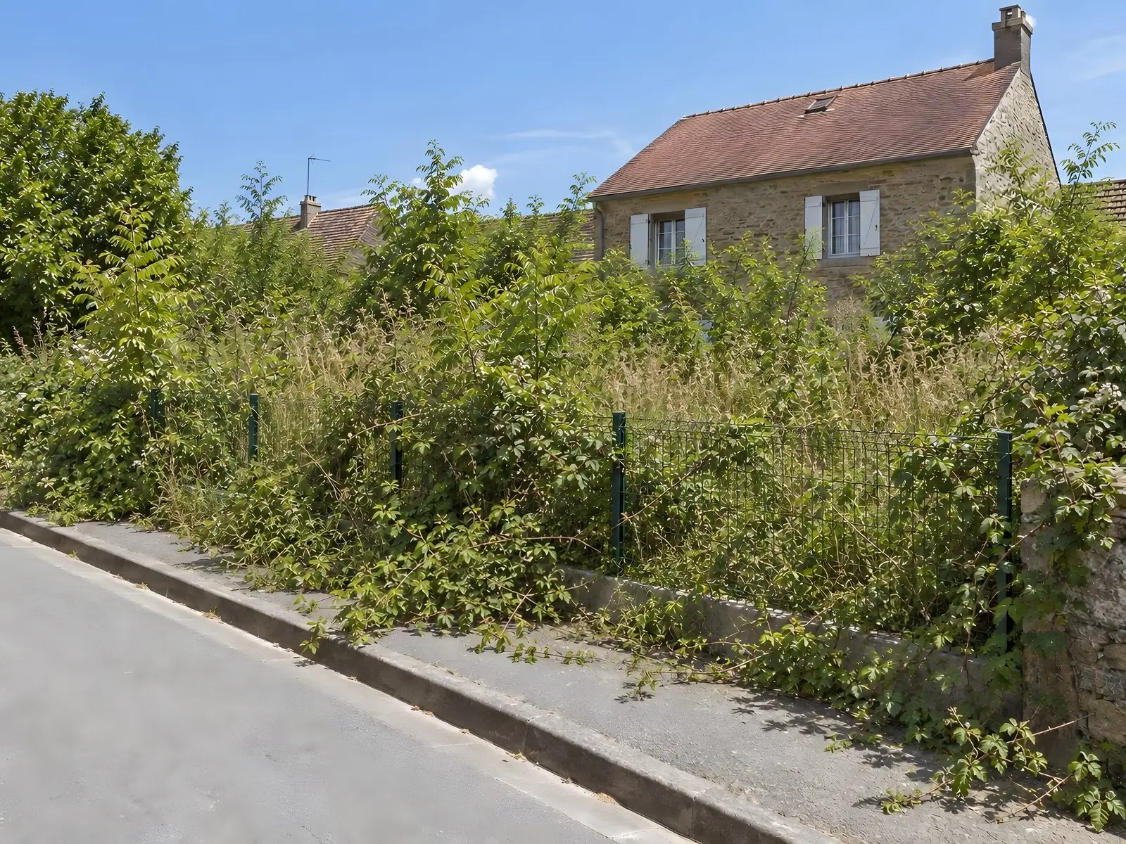 Herbes hautes, ronces et jeunes arbres qui débordent d’un grillage vert sur le trottoir, maison en pierre à demi cachée