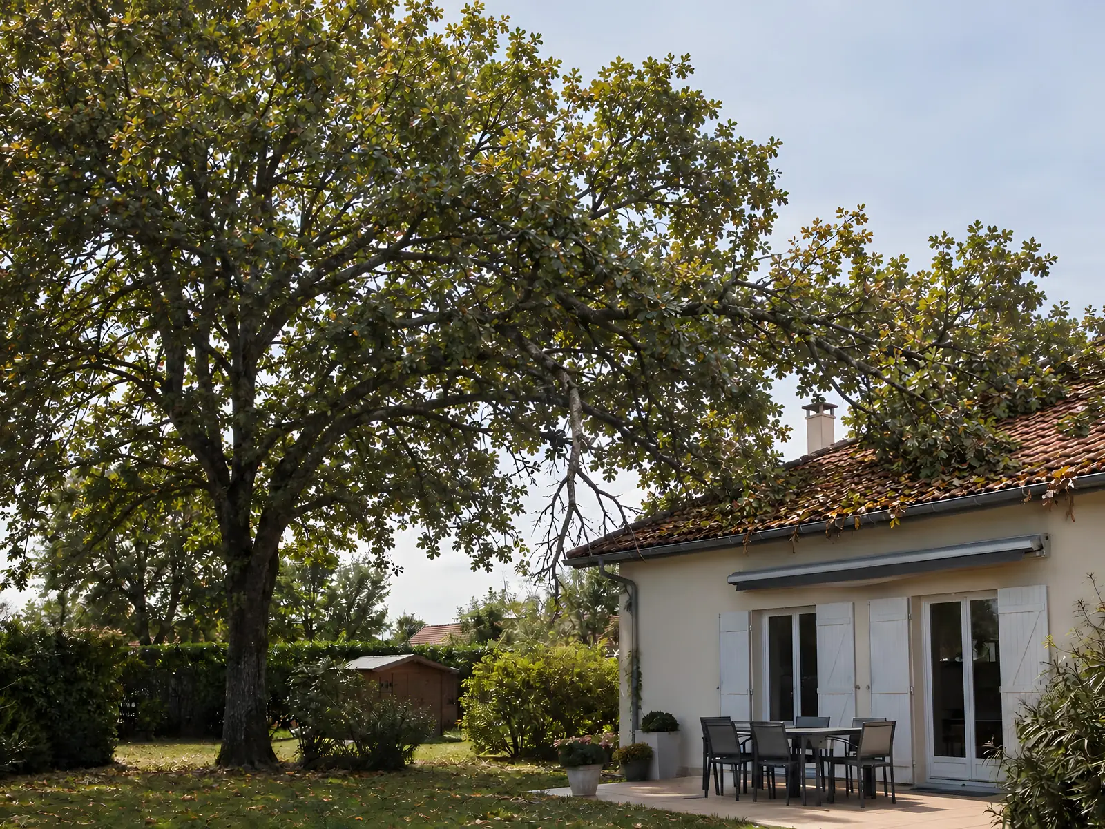 Grand arbre au houppier épais près d’une maison, une branche morte pendante et des branches posées sur le toit de tuiles