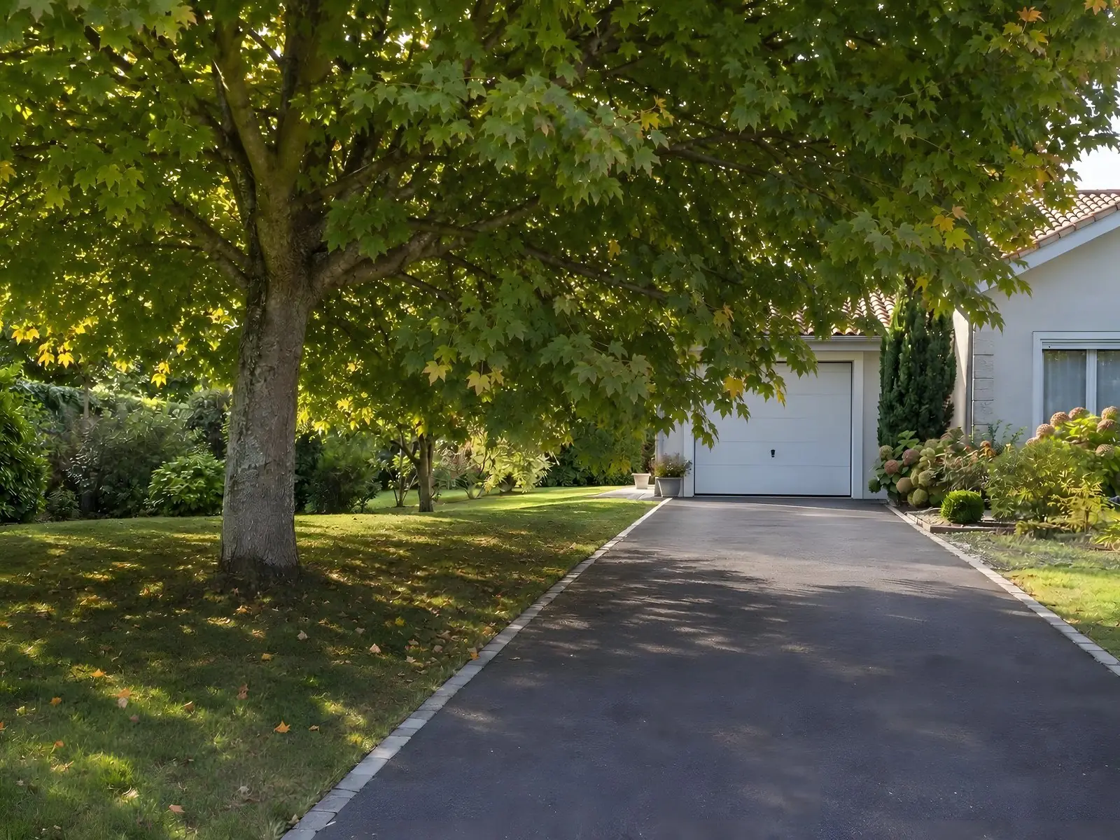 Allée en enrobé menant à un garage blanc, branches basses d’un érable qui retombent au-dessus et cachent son toit