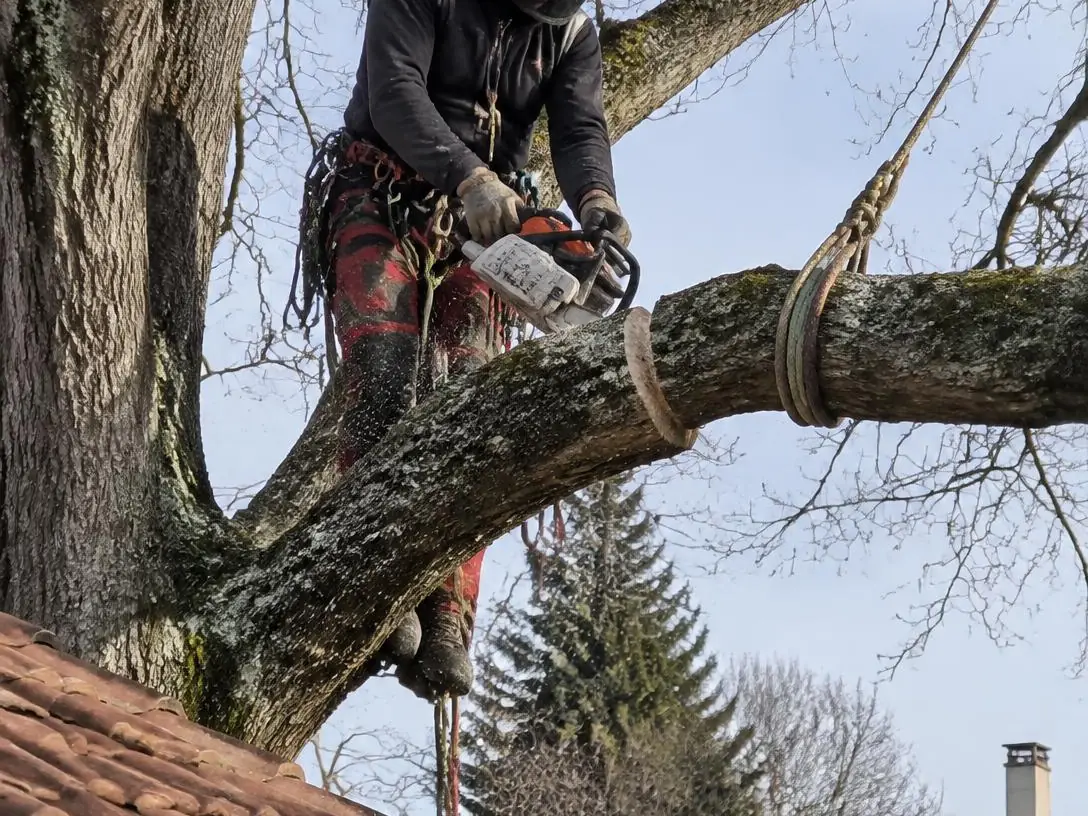 Élagueur casqué, encordé dans l’arbre, coupant une branche au-dessus d’un toit de tuiles et de sa gouttière