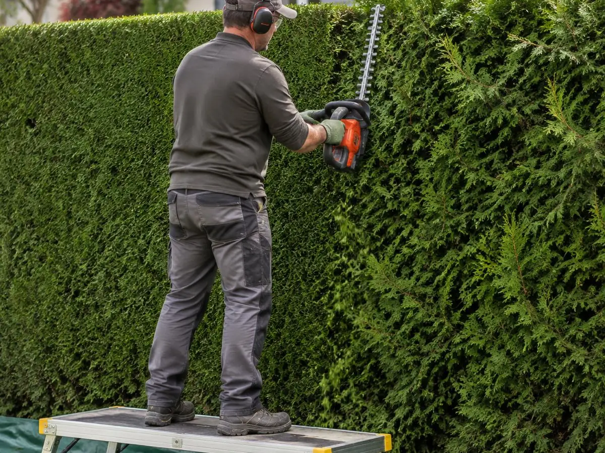 Jardinier au casque antibruit taillant une haie de thuyas depuis une plateforme, bâche verte étalée au pied