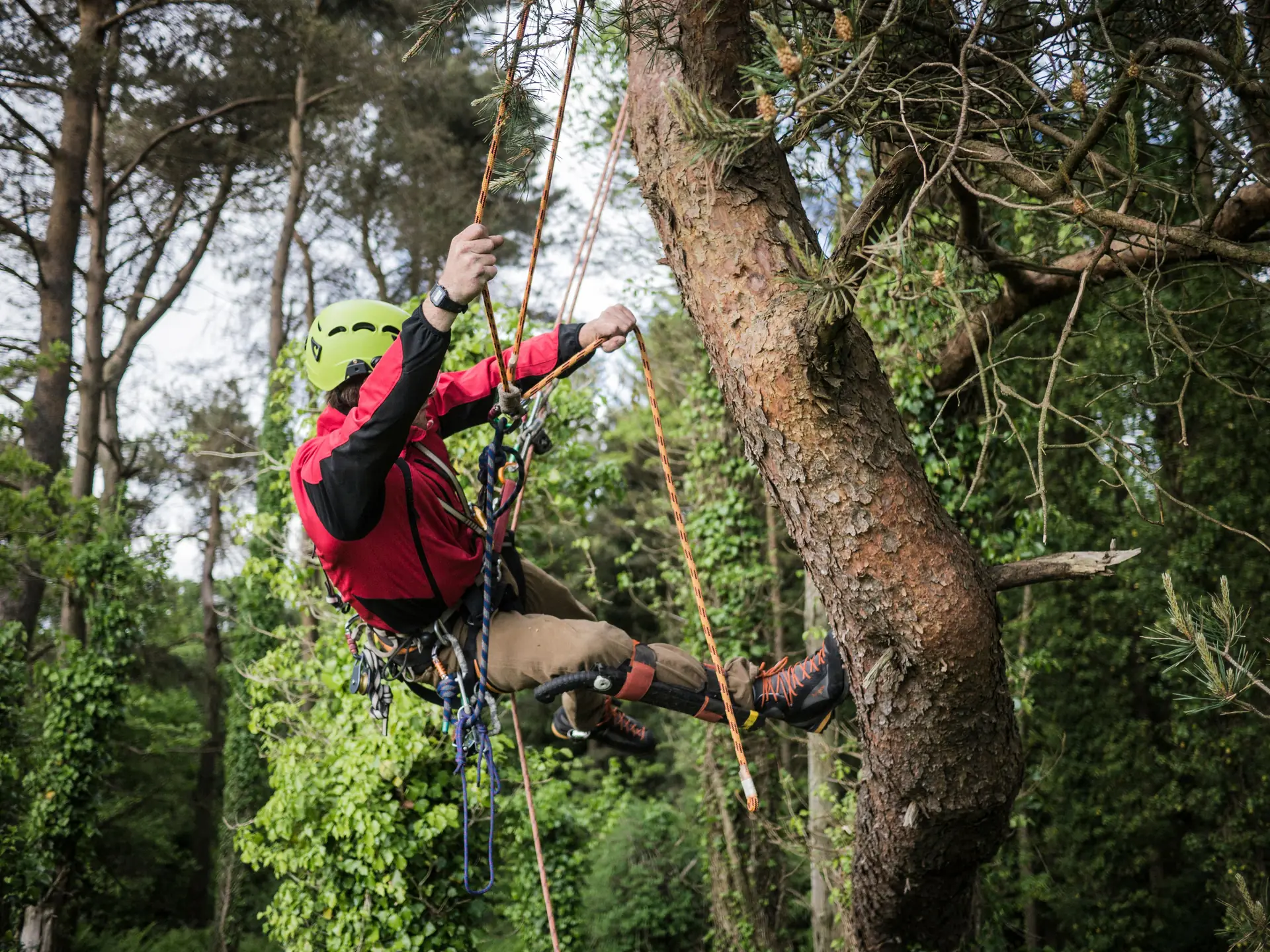 Grimpeur casqué, veste rouge, qui monte aux cordes le long du tronc d’un pin, au milieu des arbres